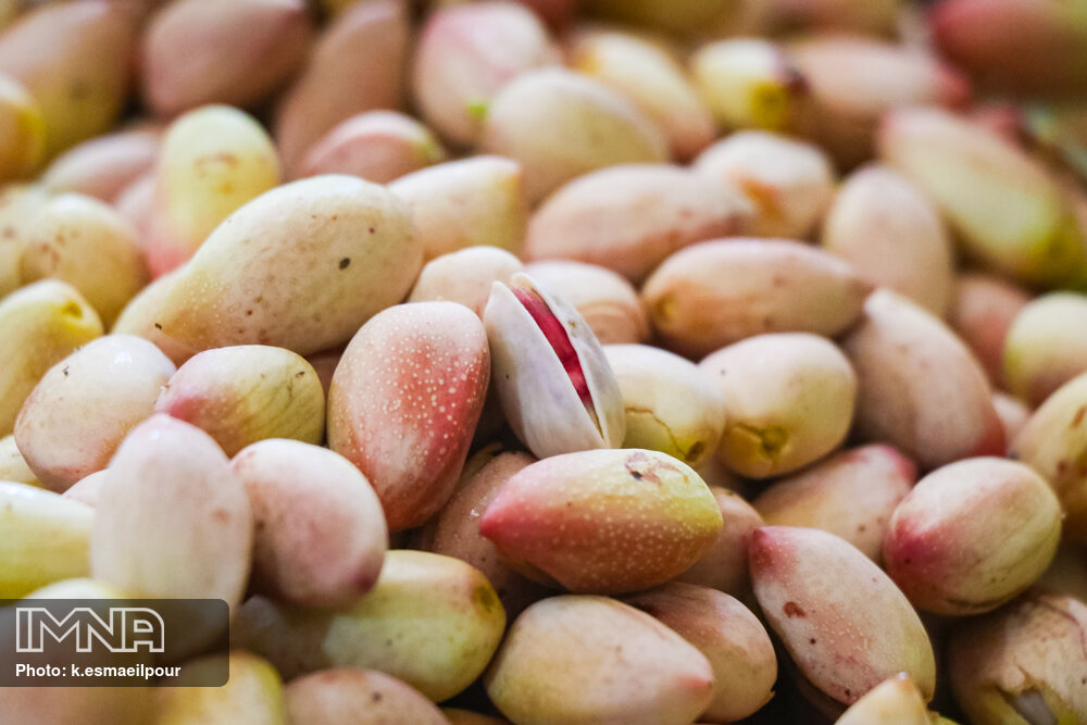 عکس/ برداشت پسته در ایلخچی آذربایجان شرقی