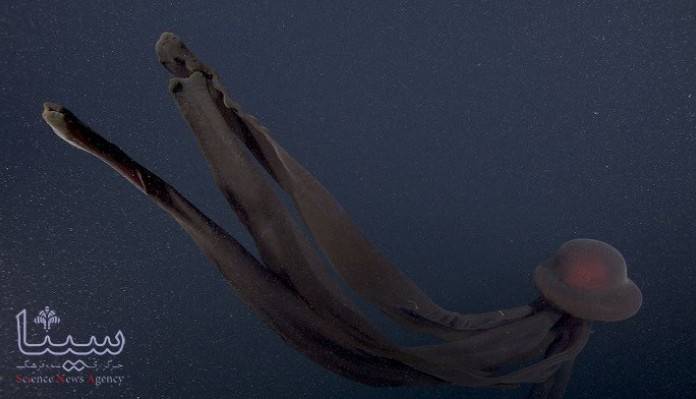 کشفی شگفت انگیز در اعماق دریا؛ ثبت تصاویر عروس دریایی ۱۱ متری