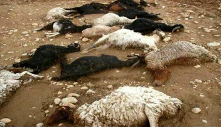 مرگ همزمان ۱۰۰ گوسفند در ارسنجان؛ ماجرا چه بود؟