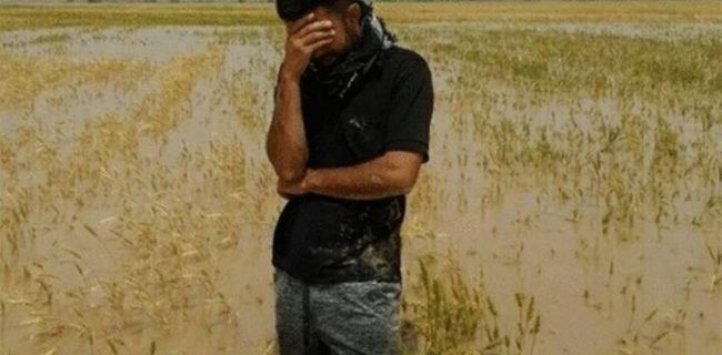 بخش کشاورزی آذربایجان غربی ۱۴ میلیارد تومان خسارت دید