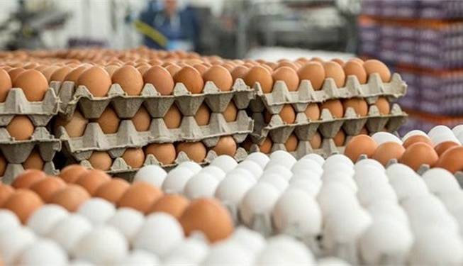 تخم مرغ در مرغداری ارزان شد در مغازه نَه!