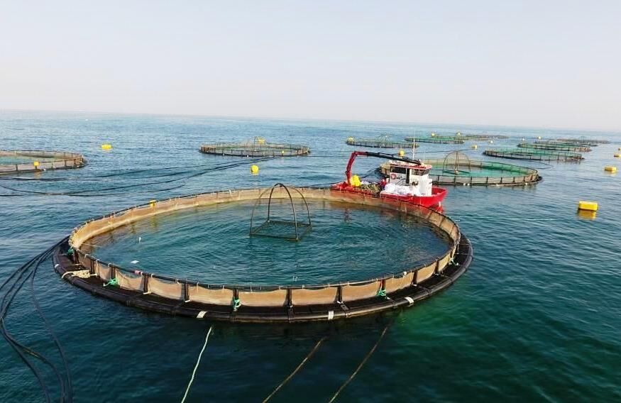 نخستین پروانه تاسیس پرورش ماهی دریایی در قفس در خوزستان صادر شد