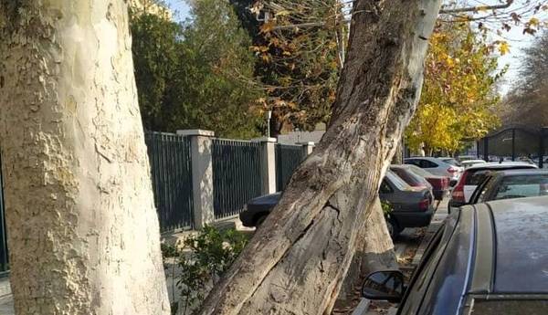 ماجرای قطع درخت چنار محدوده موزه ملی ایران