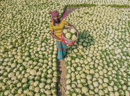 مزرعه گل کلم در بنگلادش