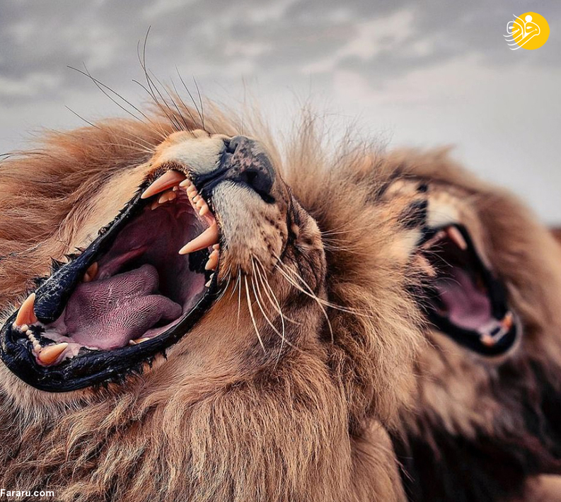 تصاویر شگفت‌انگیز از حیات وحش؛ شیر‌ها و ببر آوازخوان!