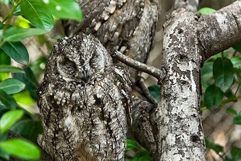 استتار جالب یک جغد مادر و فرزندش