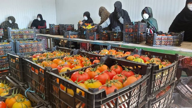 ۶٢٠ تن گوجه‌فرنگی تولیدی گلخانه‌های خاش به خارج از کشور صادر شد