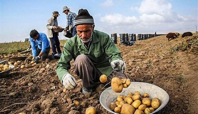 دیپورت محصولات کشاورزی ایران؛ چرا کسی خریدار نیست؟