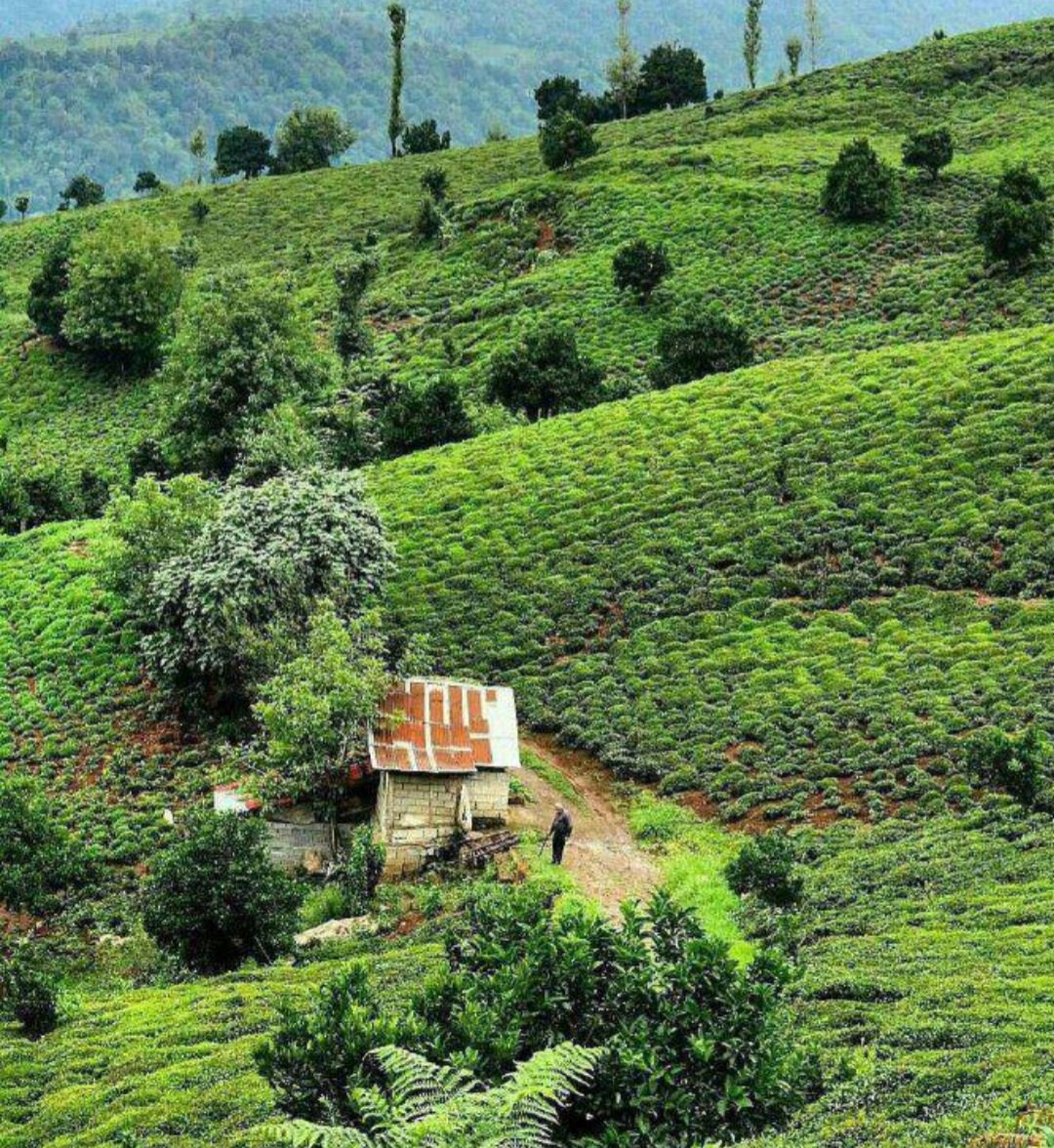 مزارع سرسبز چای لاهیجان در استان گیلان