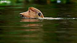 پرش میمون ها به رودخانه پر از تمساح