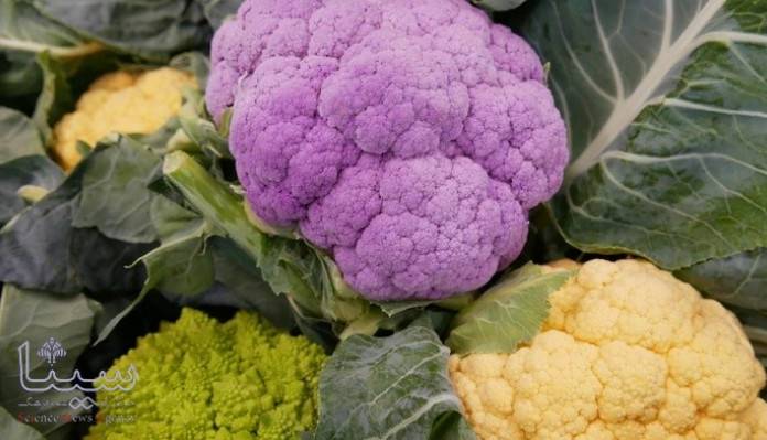 تهیه گونه ژنتیکی گل کلم رنگی