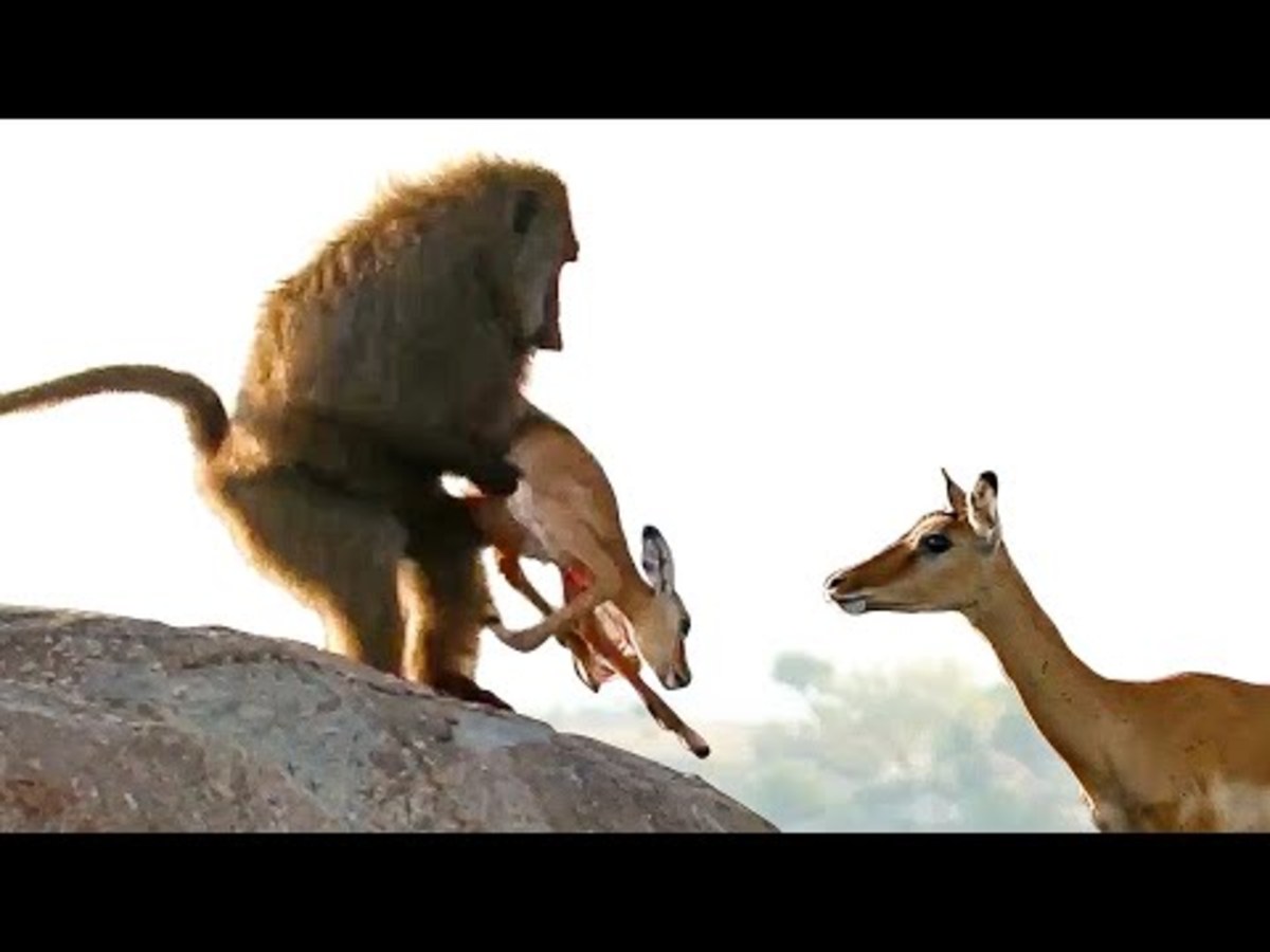 Baboon Eats Baby Gazelle Alive