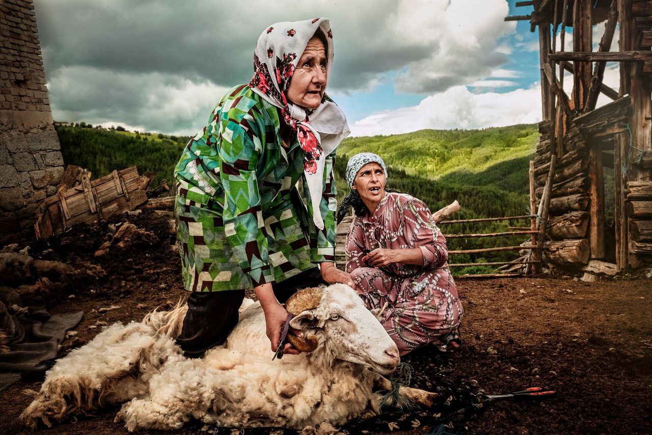 عکس/ پشم‌چینی در بلغارستان