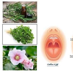 شنبلیله و گل ختمی؛ گیاهان دارویی موثر در درمان گلودرد و التهاب لوزه