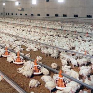 فعال اقتصادی: تولید ماهانه مرغ کشور 30 هزار تن مازاد دارد 