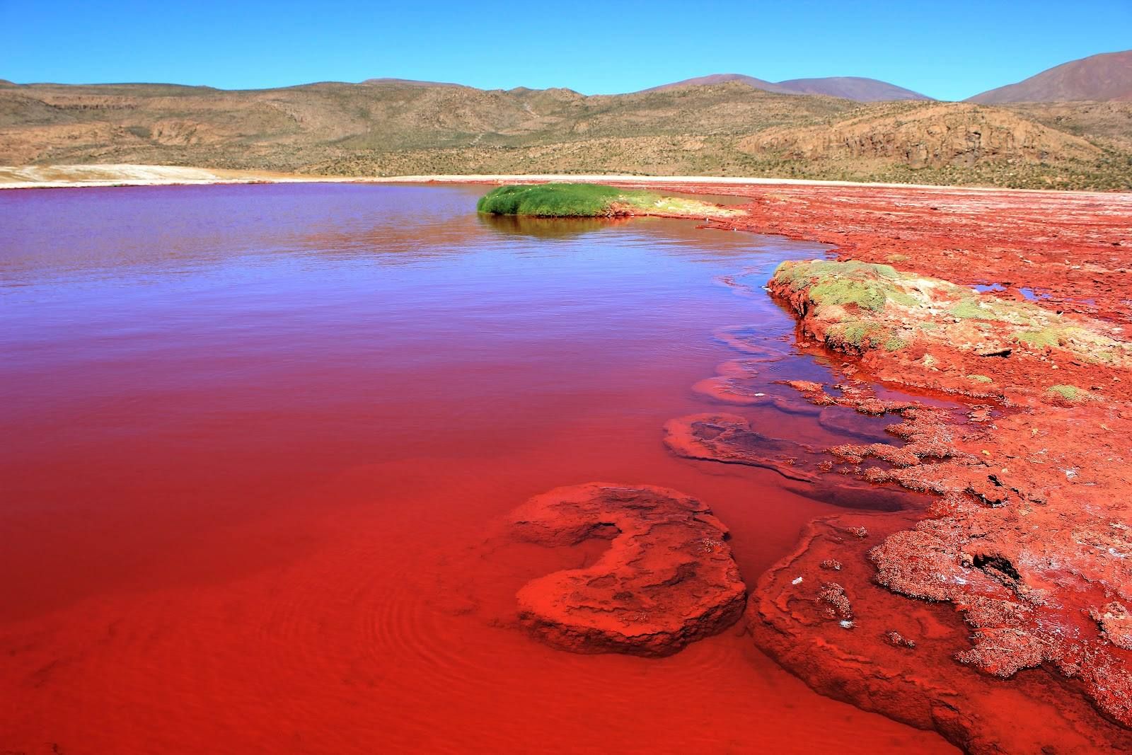 Есть красное озеро. Красное озеро Лагуна Колорадо. Озеро Лагуна Колорадо в Боливии.