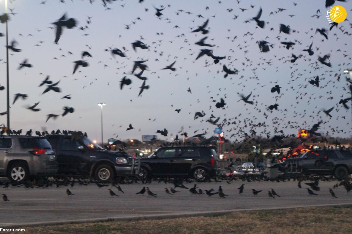 تسخیر ترسناک یک پارکینگ توسط پرندگان