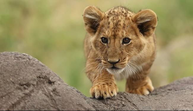 تلف شدن یک قلاده شیر 3 ساله در قزوین