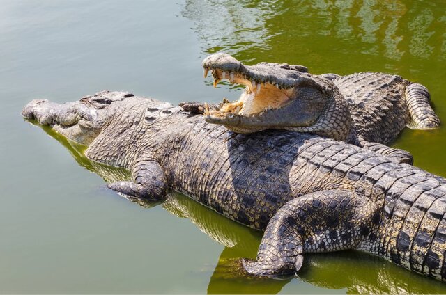 پرواز حیرت‌انگیز یک تمساح‌ برای شکار طعمه!