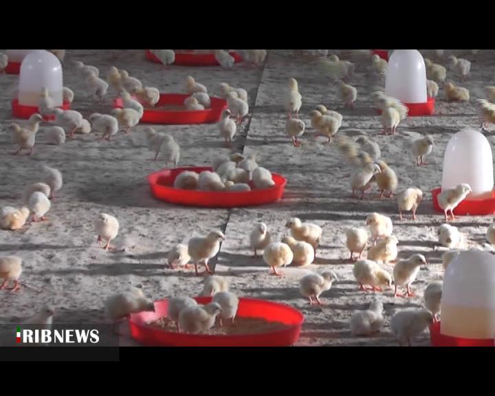 راه‌اندازی مجدد مرغداری گوشتی در گرمی