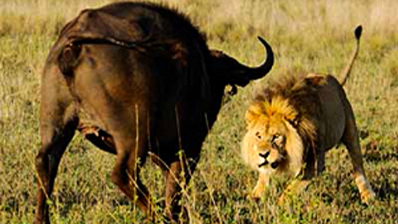 شکار بوفالو توسط شیر نر 