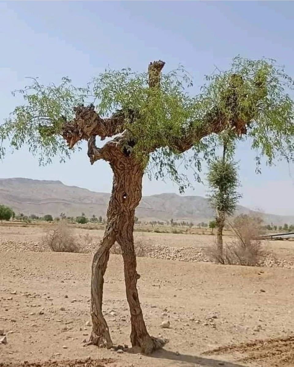شباهت عجیب یک درخت کُنار به انسان!