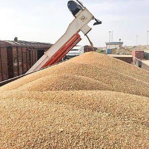 رئیس کانون صنایع غذایی: گندم‌های وارداتی از روسیه مشکل مصرف انسانی ندارند