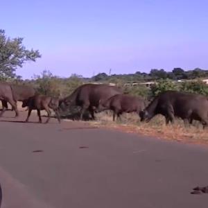 عبور حیوانات مختلف از جاده