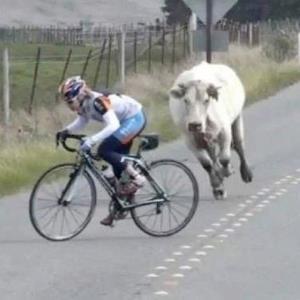حمله گاو به دوچرخه سوار!