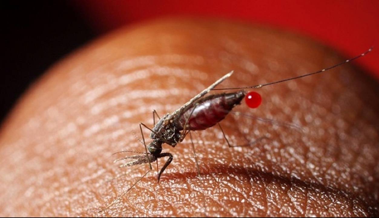 پشه‌ای که حامل ویروس مرگبار است