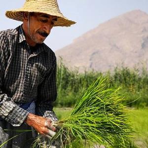 ثروتمندان پارسال 17  برابر کم درآمدها برنج ایرانی مصرف کردند 