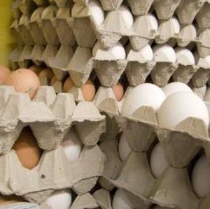 توزیع تخم مرغ تنظیم بازار در خراسان شمالی از امروز