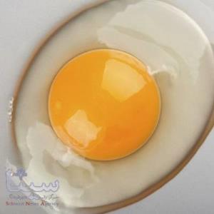 سفیده تخم مرغ مصنوعی تولید شد