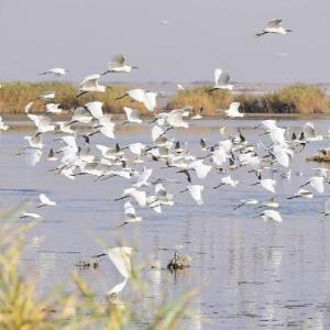 پایش بیماری آنفلوانزای فوق حاد پرندگان در تالاب کجی نمکزار