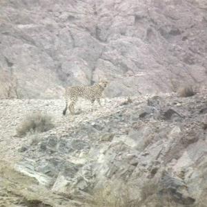 مشاهده یوزپلنگ ایرانی در یزد پس از ۶ سال 