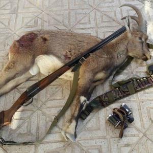 ۱۴۵ متخلف شکار در استان بوشهر دستگیر شدند