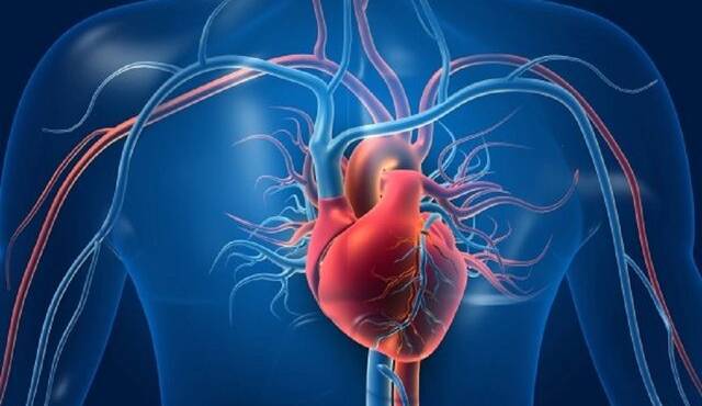 نقش قابل‌ توجه یک مولکول در پیشگیری از سکته قلبی