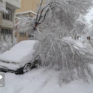 شکستن درختان به دلیل بارش برف در سنندج