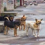 سگ‌های ولگرد را به چین و کره‌جنوبی صادر کنید