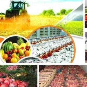 سه راهکار وزارت کشاورزی برای پیشگیری از دیپورت محصولات صادراتی 