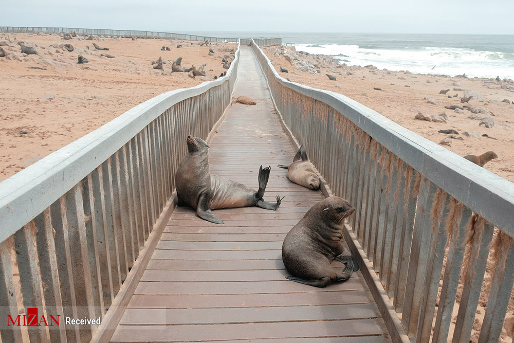 ساحل جالب نامیبیا