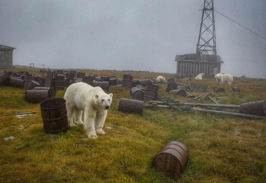حمله خرس‌های قطبی به ایستگاه هواشناسی روسیه