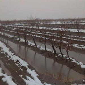 باغ‌داران خراسان شمالی از یخ‌آب زمستانه برای کنترل آفات غافل نشوند