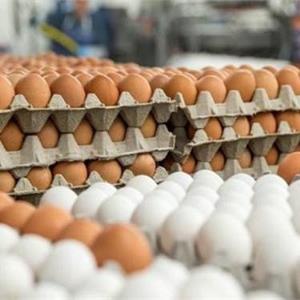 کشف تخم مرغ فاقد مجوز در گالیکش