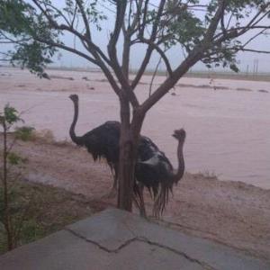 تلف شدن ۱۰۰ شترمرغ در خراسان جنوبی بر اثر سیلاب