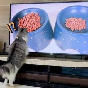 گربه ای که تلویزیون را با واقعیت اشتباه می‌گیرد!
