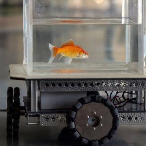 محققان به ماهی قرمز رانندگی یاد دادند!