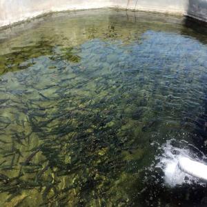 استفاده از آب مغناطیسی برای اولین بار در مزارع پرورش ماهی آذربایجان‌شرقی