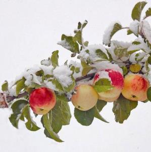 برف و باران میوه را گران کرد
