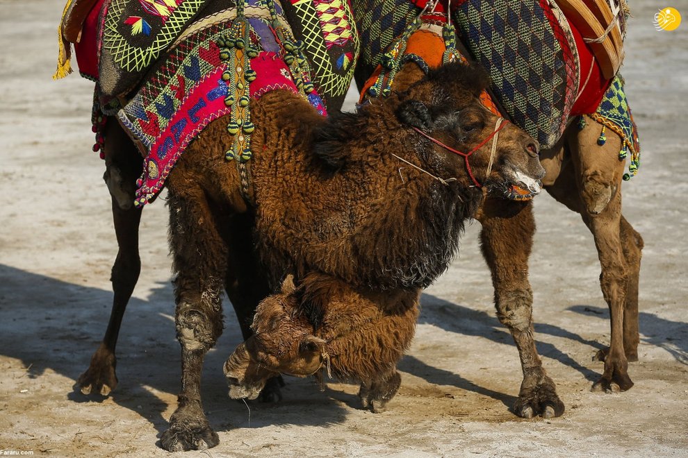 عکس/ حاشیه‌هایی از جشنواره کشتی شترها در ترکیه